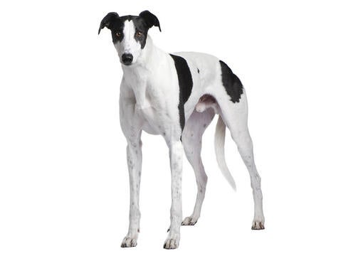 Greyhound Dog Breed Information Purina